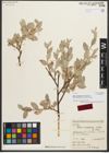 Foto von Salix nuristanica A. K. Skvortsov